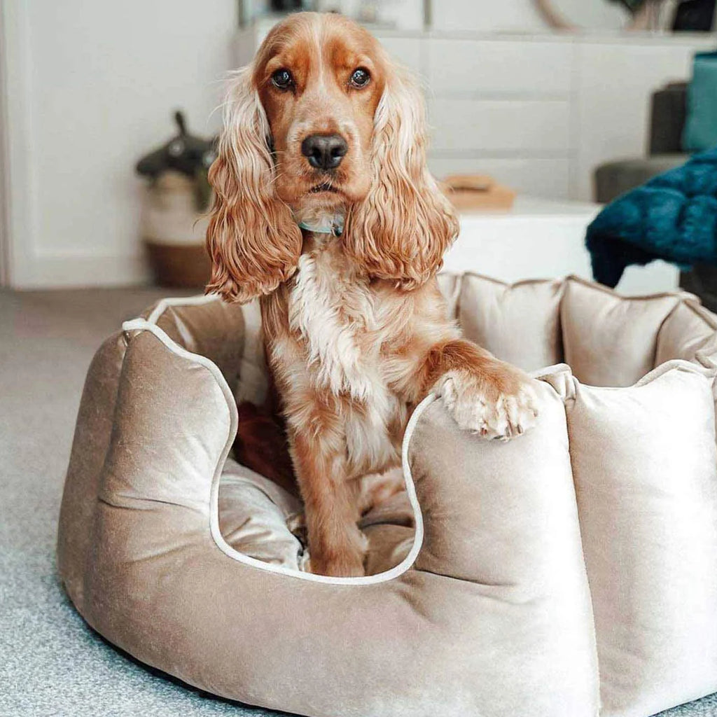 Lit pour chien à bords hauts en velours
