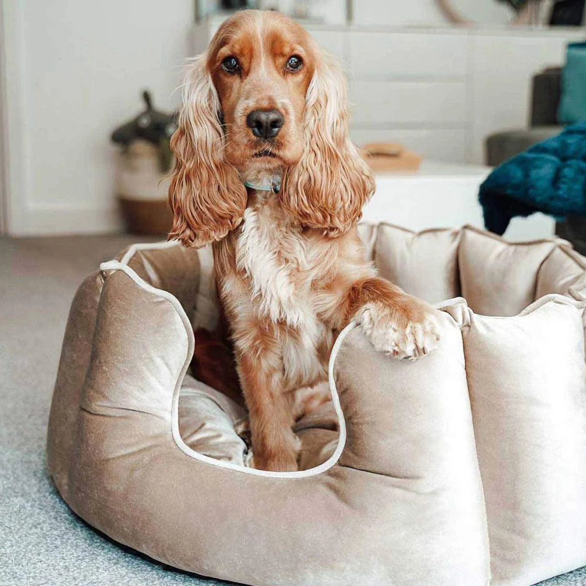 Lit pour chien à bords hauts en velours